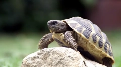 Uv lámpa a föld teknős számára, hogyan kell kiválasztani, használhat szabályokat